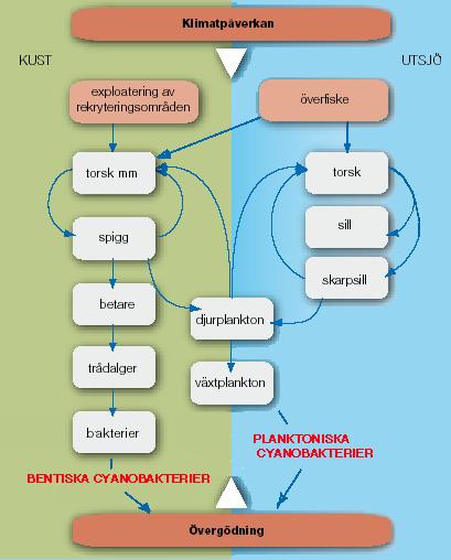 SLUTSATSER Crassostrea gigas under hösten 2008 hade en maximal storlek på ca 120 mm och åldern på dessa uppskattas till ca 5-6 år - dvs de bör ha kommit till svenska kusten omkring år 2003.
