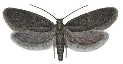 tineidae 1 5. Vingspann 8 12 mm. Framvinge mörkbrun. Första antennsegmentet utan kam av långa, breda fjäll... Psychoides verhuella svartbräkenmal s. 488 Vingspann 13 16 mm. Framvinge brunsvart.