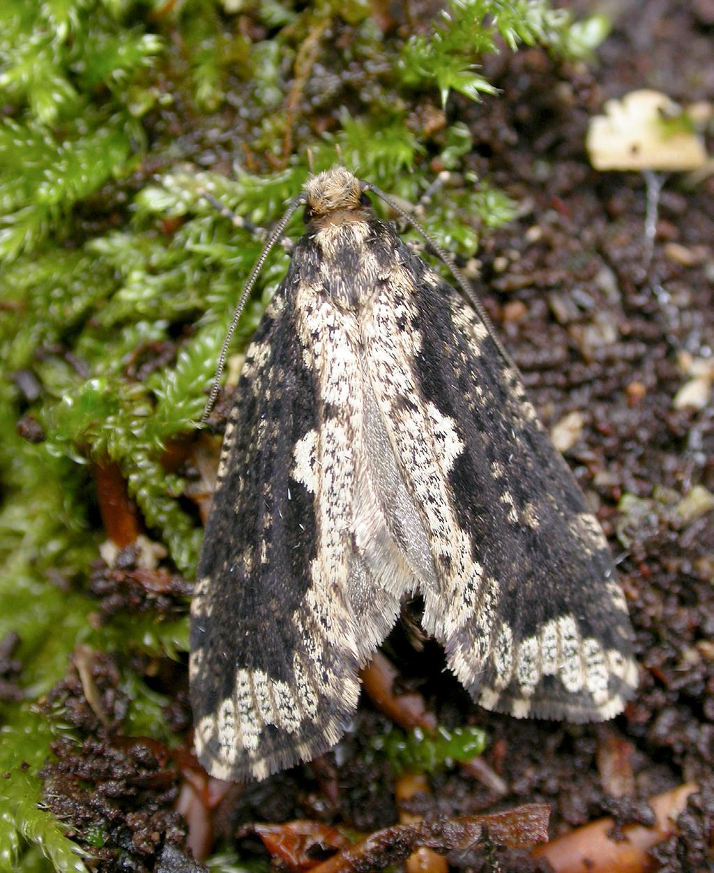 2 nationalnyckeln till sveriges flora och fauna 1 2 3 1 Den nattaktiva jätte svampmalen Scardia boletella lägger nder juni och juli ägg i l evande fnösktickor Fomes fomentarius.