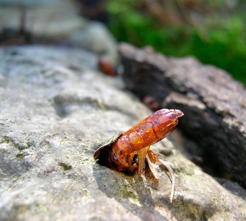 De enda andra insekter som gör gångar större än 2 mm i fnösktickor är vanlig svampsvartbagge Bolitophagus reticulatus och rödhalsad svartbagge Neomida haemorrhoidalis.