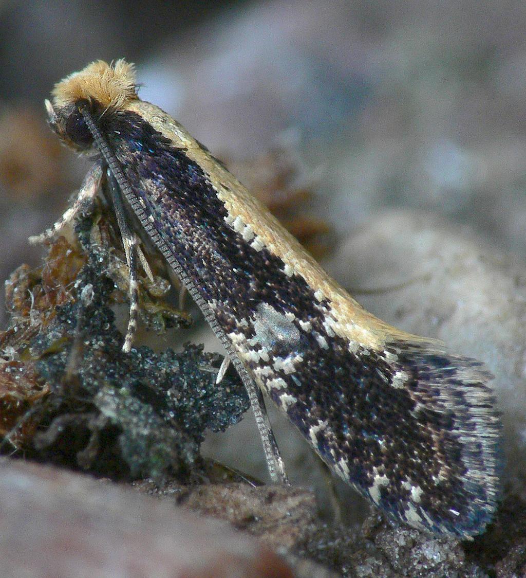 tineidae 3 Insekter som lever på svamp har tidigare inte ansetts vara särskilt värdspecifika, men flera studier har på senare tid visat att de insekter som lever på tickor ofta är specifika i valet