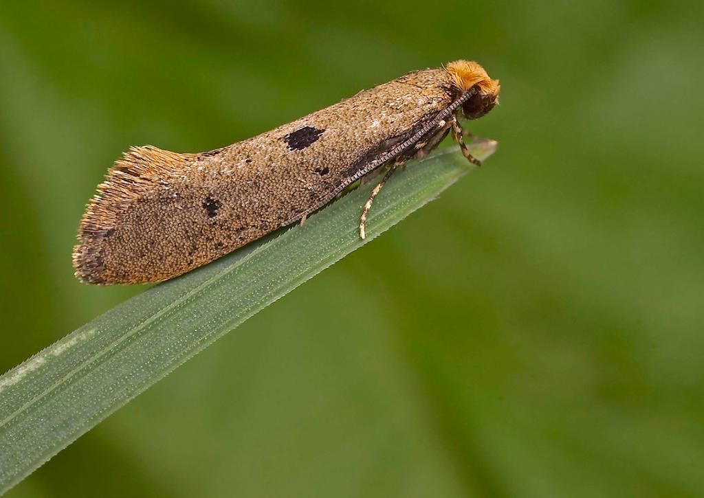 4 nationalnyckeln till sveriges flora och fauna Inom släktena Tinea och Tineola är de fullbildade fjärilarna pga. stor inom artsvariation ofta svåra att artbestämma enbart på yttre karaktärer.