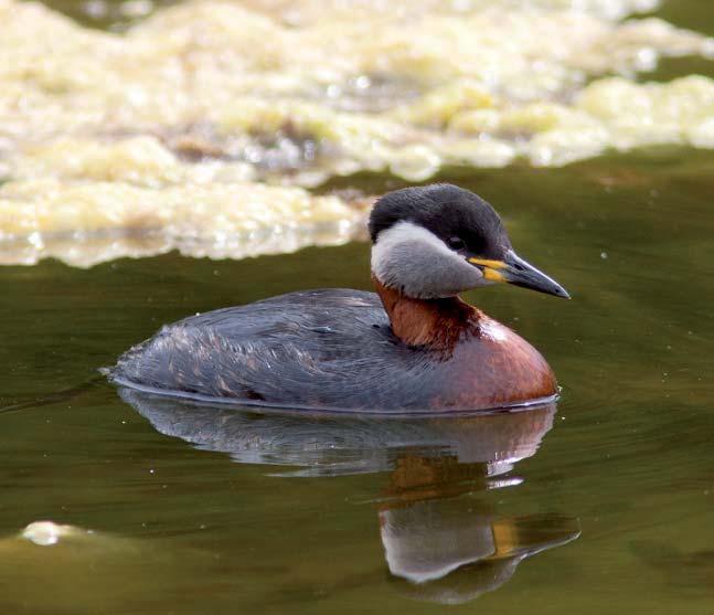 Gråhakedopping Podiceps grisegena 1 Foto: P-G Bentz Figur 31. Ett par av gråhakedopping noterades vid Södra flommen under 215.