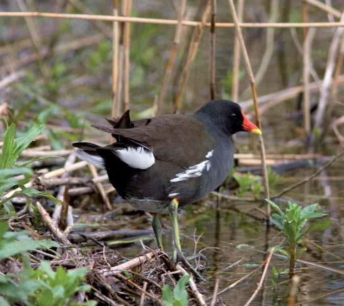 Rörhöna Gallinula chloropus 1 Foto: P-G Bentz Figur 37. Ett par av rörhöna noterades vid Södra flommen under 215.