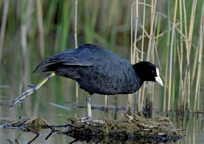 Sothöna Fulica atra 26 Foto: John Larsen Figur 39. Geografisk fördelning av 26 noterade par sothöna inom inventeringsområdet. Punkternas relativa storlek illustrerar andelen par på olika lokaler.