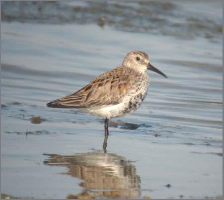 Sydlig kärrsnäppa Calidris alpina schinzii 1 Foto: Mattias Ullman Figur 53. Geografisk fördelning av 1 noterade par sydlig kärrsnäppa inom inventeringsområdet.