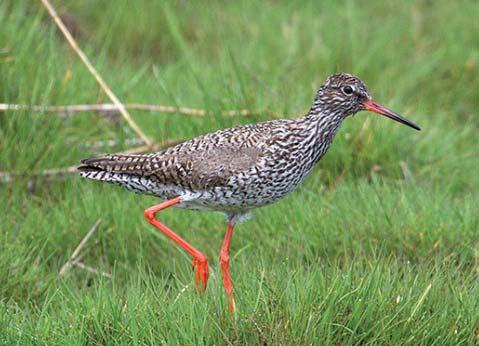 Rödbena Tringa totanus 117 Foto: P-G Bentz Figur 55. Geografisk fördelning av 112 noterade par rödbena inom inventeringsområdet. Punkternas relativa storlek illustrerar andelen par på olika lokaler.