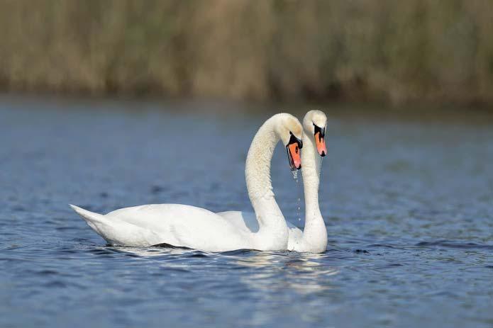 Knölsvan Cygnus olor 39 Foto: John Larsen Figur 8. Geografisk fördelning av 39 noterade par knölsvan inom inventeringsområdet. Punkternas relativa storlek illustrerar andelen par på olika lokaler.