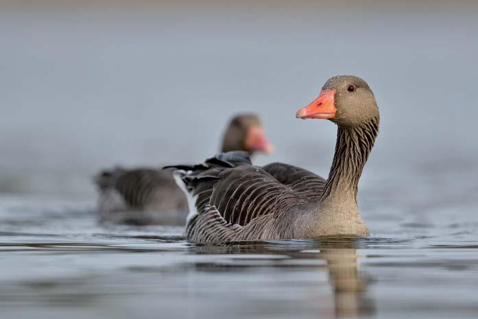 Grågås Anser anser 19 Foto: John Larsen Figur 1. Geografisk fördelning av 19 noterade par grågås inom inventeringsområdet. Punkternas relativa storlek illustrerar andelen par på olika lokaler.