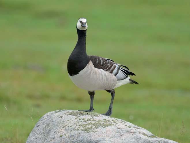 Vitkindad gås Branta leucopsis 11 Foto: John Larsen Figur 12. Geografisk fördelning av 11 noterade par vitkindad gås inom inventeringsområdet.