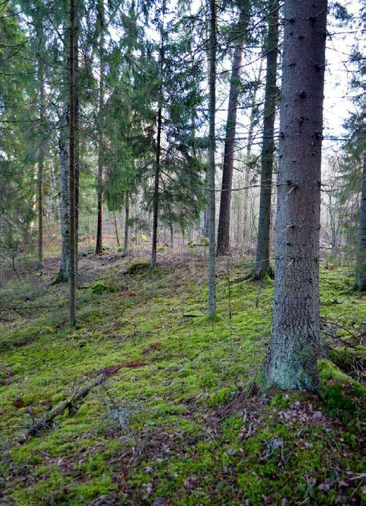 Även om träsket är relativt stort till ytan, är dess medeldjup endast två meter vattnet värms snabbt på våren, varvid det är behagligt att simma, men mot slutet av sommaren plågas träsket av