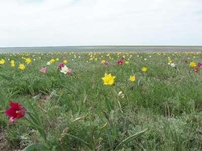 Tulipa