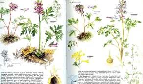 Allium 