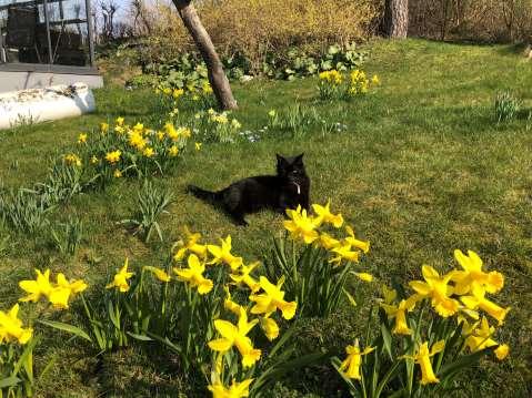 ) February Gold ) Topolino