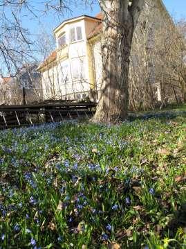 Scilla