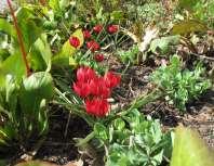 Vårkrokus Crocus