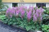 (dubbel sen) Perenner: Astilbe chinensis v.