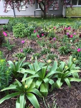 Längre bak: Allium