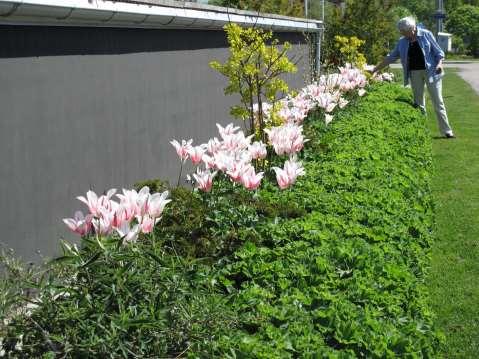 Tulipa Marilyn