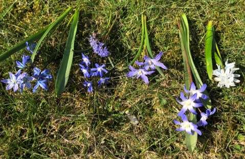 Scilla bifolia Tidig blåstjärna