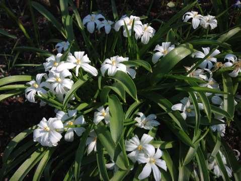 Chionodoxa luciliae Alba