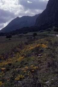 triandrus -