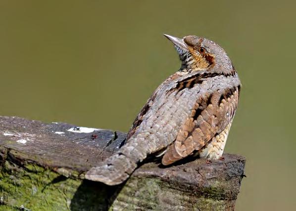 GÖKTYTA Jynx torquilla Ringmärkta höstarna 215 17:. Mv. 198 29: 2.