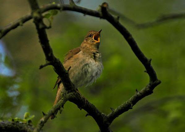 NÄKTERGAL Luscinia luscinia Ringmärkta hösten 215: 4, 216: 6, 217: 2. Mv. 198 29: 5. Näktergalen är en utpräglad nattflyttare.