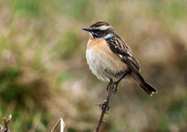 BUSKSKVÄTTA Saxicola rubetra FL Ringmärkta hösten 215: 23, 216: 53, 217: 51. Mv. 198 29: 51.