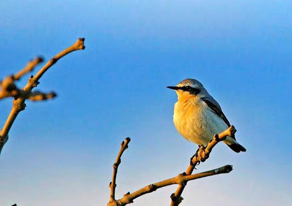 STENSKVÄTTA Oenanthe oenanthe Ringmärkta hösten 215: 3, 216: 1, 217: 2. Mv. 198 29: 9. Stenskvättan är knuten till mer eller mindre steniga biotoper, framför allt för att där kunna gömma sitt bo.
