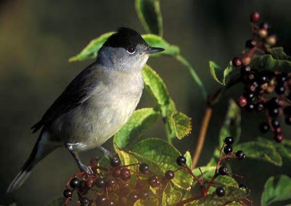SVARTHÄTTA Sylvia atricapilla Ringmärkta hösten 215: 128, 216: 195, 217: 14. Mv. 198 29: 11. Foto: John Larsen Svarthättan förekommer i biotop som liknar trädgårdssångarens, dvs.