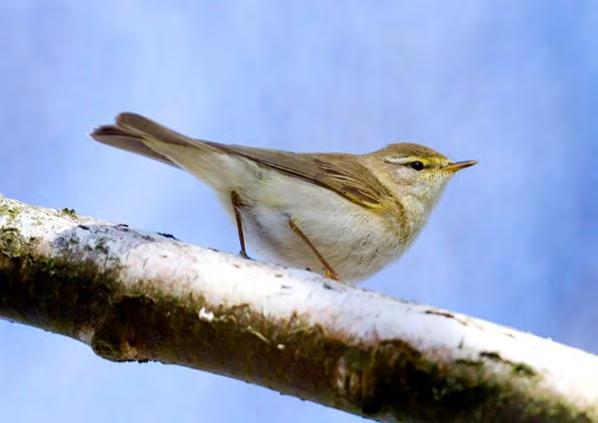 LÖVSÅNGARE Phylloscopus trochilus Ringmärkta hösten 215: 618, 216: 497, 217: 311. Mv. 198 29: 1 111.