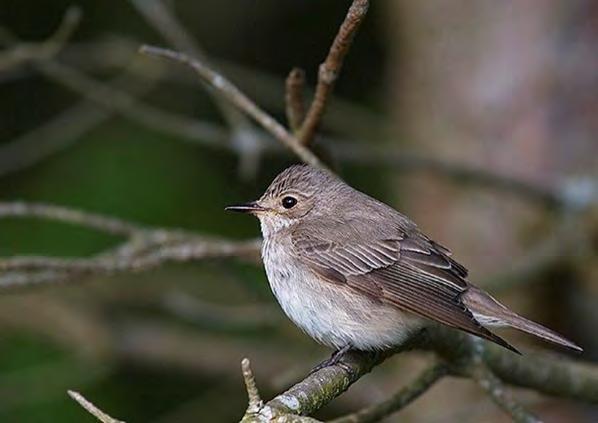 GRÅ FLUGSNAPPARE Muscicapa striata Ringmärkta hösten 215: 49, 216: 47, 217: 38. Mv. 198 29: 62.