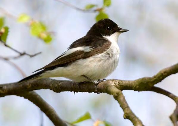 SVARTVIT FLUGSNAPPARE Ficedula hypoleuca Ringmärkta hösten 215: 52, 216: 73, 217: 3. Mv. 198 29: 112. Svartvit flugsnappare är en välbekant art, eftersom den gärna häckar i holkar.