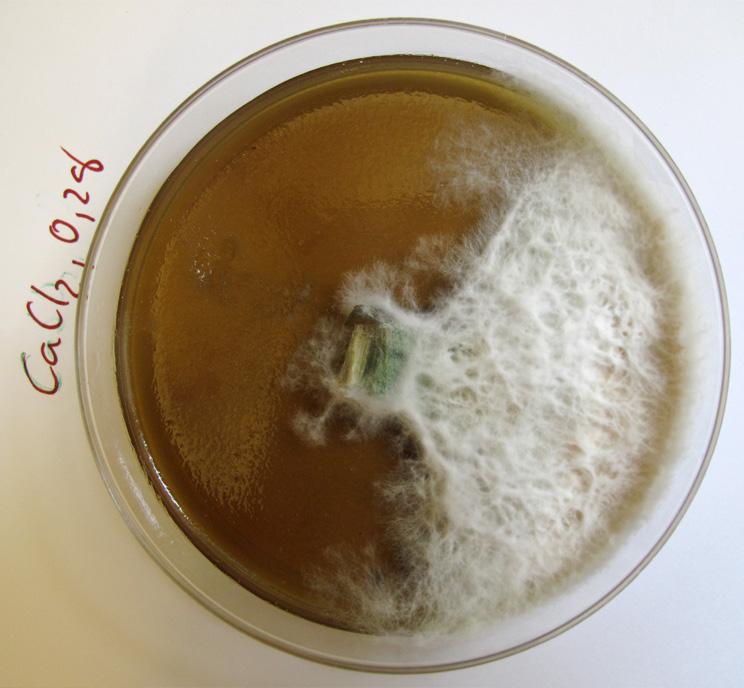 Test av hur svampmycel reagerar på giftiga ämnen Snabbväxande svampmycel kan användas för att se giftverkan av olika ämnen. Tillväxten av svampmycel hämmas av kopparsulfat.