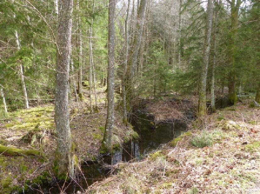 av barrdominerad blandskog.