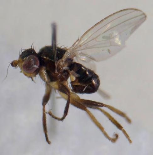 Skörvnöpparn, Umeå Årgång 3 (2011), häfte 1: 7-11 Bidrag till kännedomen om de acalyptrata flugorna. Del 2. Pseudopomyzidae hur och var hittar man en reliktfluga?