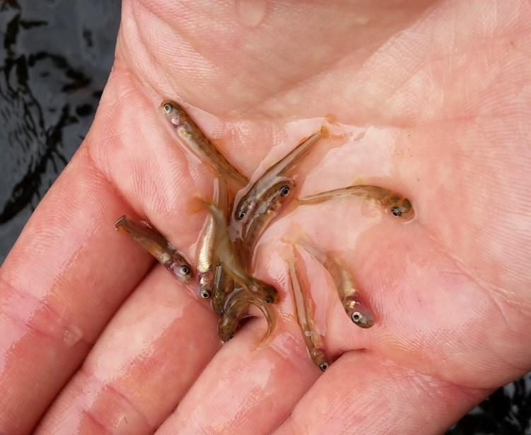 Uppfö ljning åv nåturlek med elfiske Varje år undersöker vi laxens och öringens lekframgång med elfiske. Vi får då ett mått på tillgången av årsyngel och kan jämföra med tidigare år och andra områden.