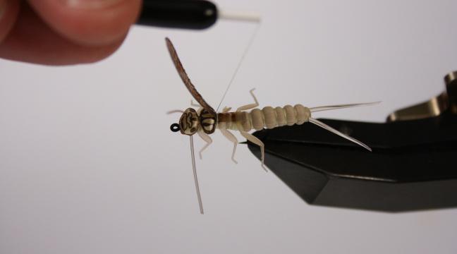 Bind in den första av vingarna precis bakom ryggskölden ca 2-3 mm åt sidan från mitten räknat, men rakt
