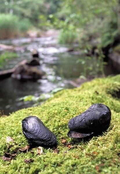 flodpärlmussla, öring och utter - God biologisk mångfald - Emån är av