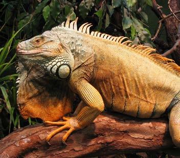 LÄSLOV I FABLERNAS VÄRLD REPTILCENTER KOM OM DU VÅGAR! SVEDALA BIBLIOTEK Lördag 26/10 kl. 11:30 BARA BIBLIOTEK Måndag 28/10 kl.