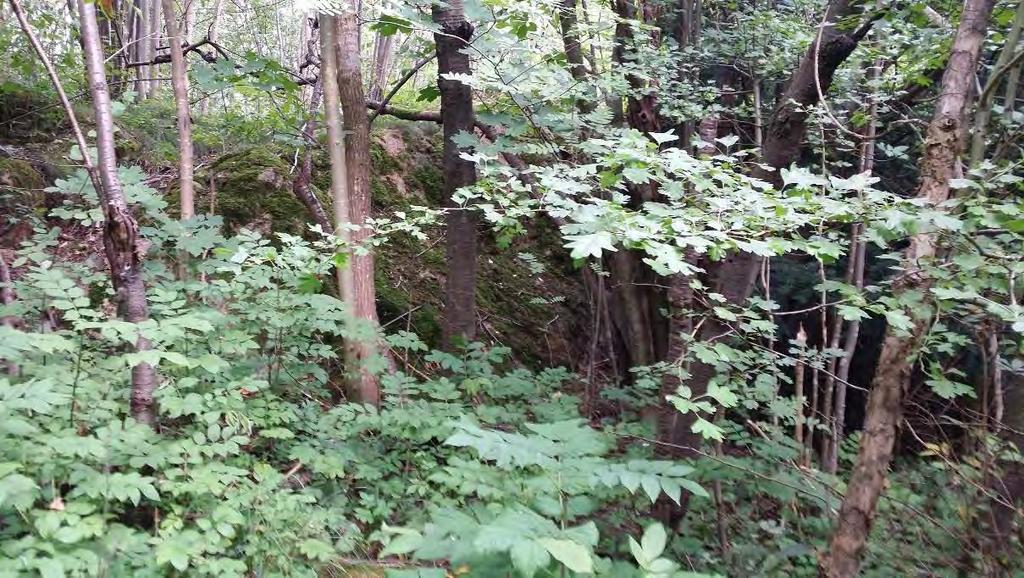 Bilaga 3 FÄTRAPPORT/BERGTEKNIK Figur 15 Vy från ID 8 med naturlig berghäll (1-2 meter hög) ch mycket vegetatin