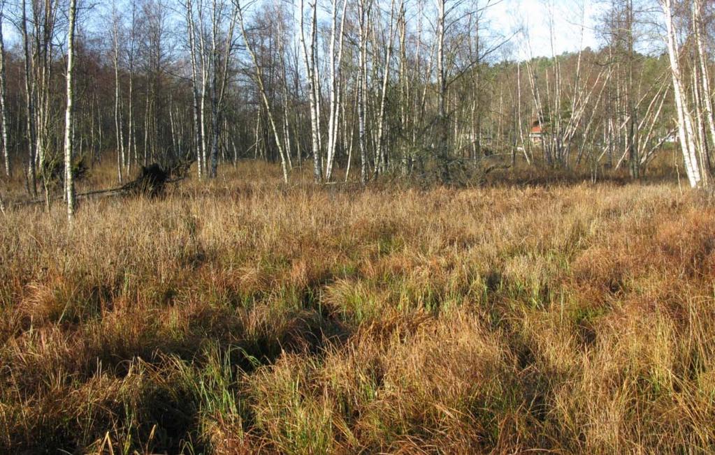 Mellan Valborgs ängar och sjön finns sumpskog som främst består av björk och tall med inslag av rönn och ung ek. I buskskiktet växer en del brakved.