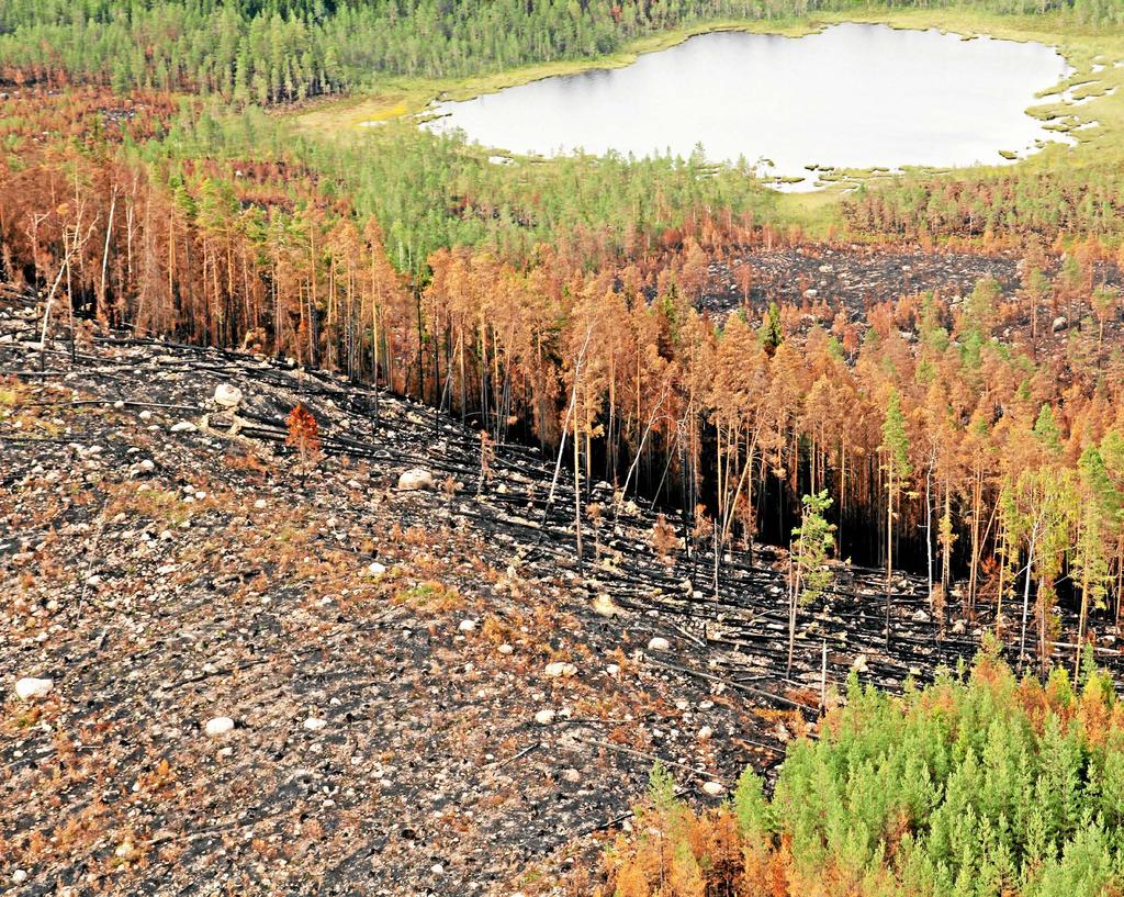 Granbarkborre värre än bränder Skogsbränder var i mediefokus under 2018. Men vad gäller skador på skog var granbarkborren ett betydligt större problem. Skadorna på skog ökade kraftigt under 2018.