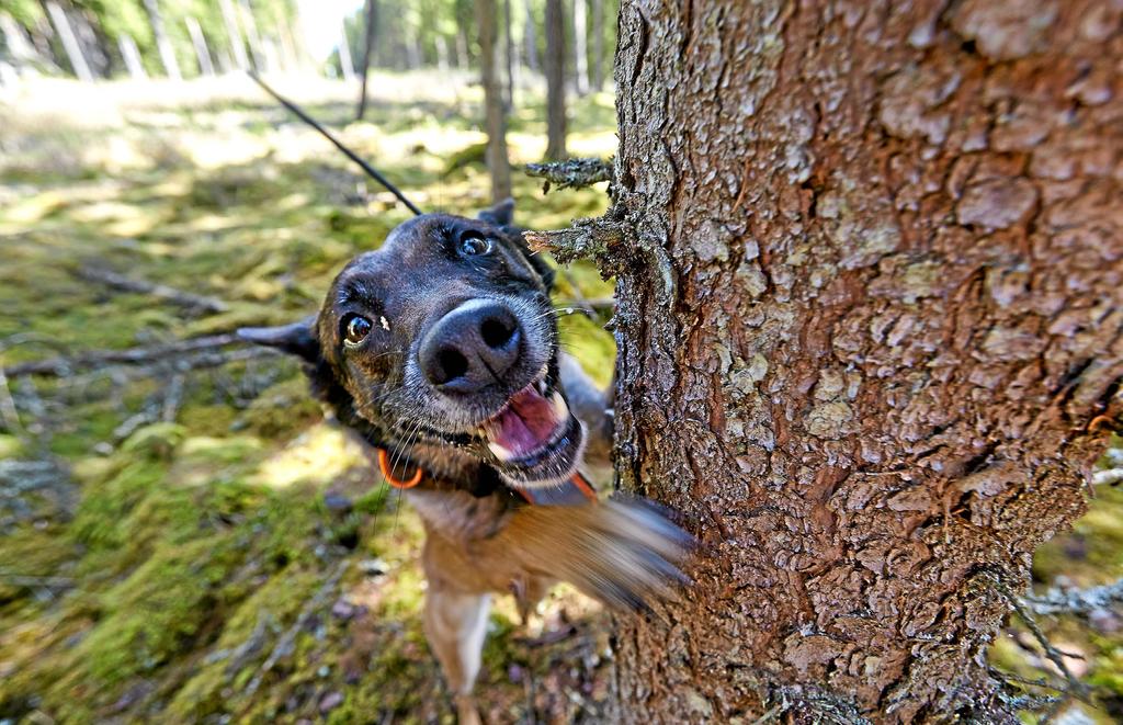 Barkborrehunden Aska har fått vittring.