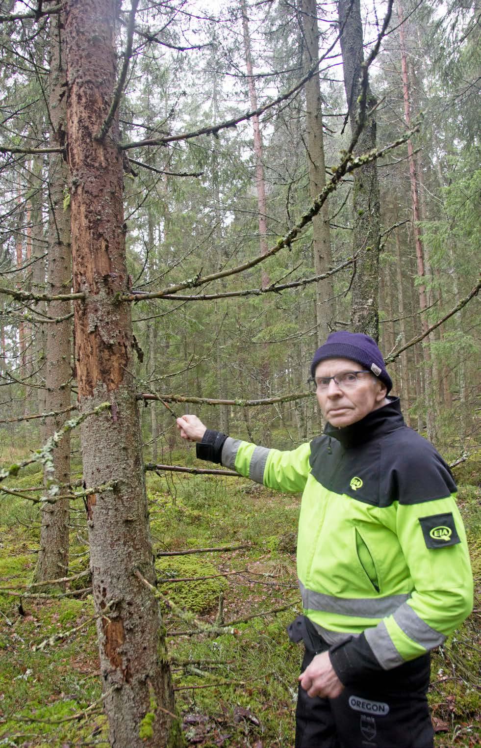 Se upp för sextandad släkting JÄRANÄS. Det är inte bara granbarkborren som kan orsaka stora skador.