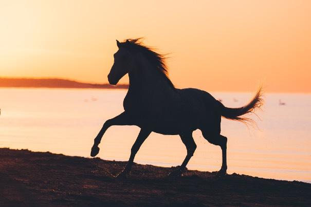 ` RIDLÄGER 2019 Bjärkhults Gård Foto: Equine by Wengdahl