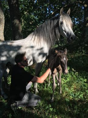 Foto: Equine by Wengdahl Martin Tagel, ställföreträdande stallchef och matansvarig under lägret. Har arbetat på gården sedan 2018 och har påbörjat sin utbildning i frihetsdressyr.