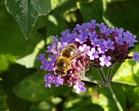 Sommarblommor