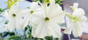 0. Rundlar 4 m i diameter, i gräsmattan Komposition av Ulf Nordfjell C. Dahlia Eveline D. Pennisetum macrourum White Lance F. Dahlia Honka Fragile. Nicotiana alata grandiflora Whisper Appleblossom.